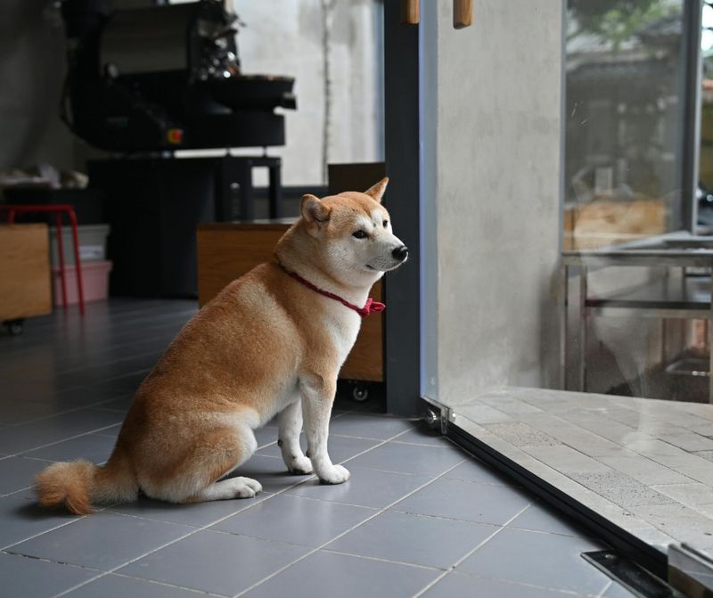 Protect Pets With Supervision