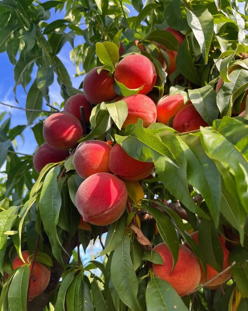 Peach Trees (Most Varieties)