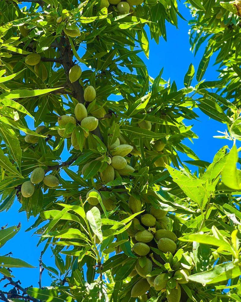 Tender Almond Varieties