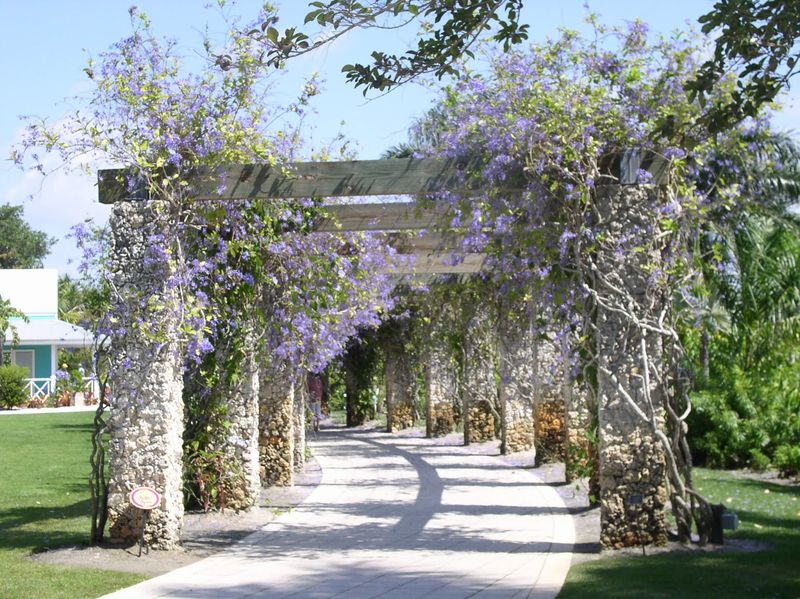 Bamboo Archways In Naples Gardens