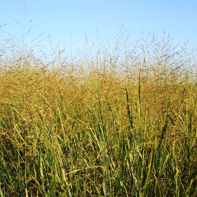 Warm-Season Grasses