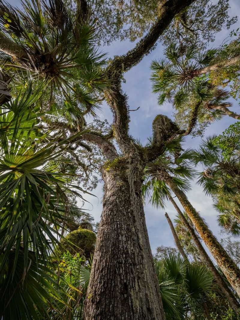 Old World Climbing Fern