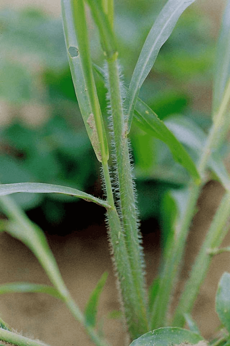 Itchgrass