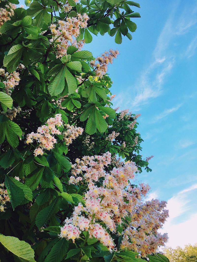 Hazardous Horse Chestnut