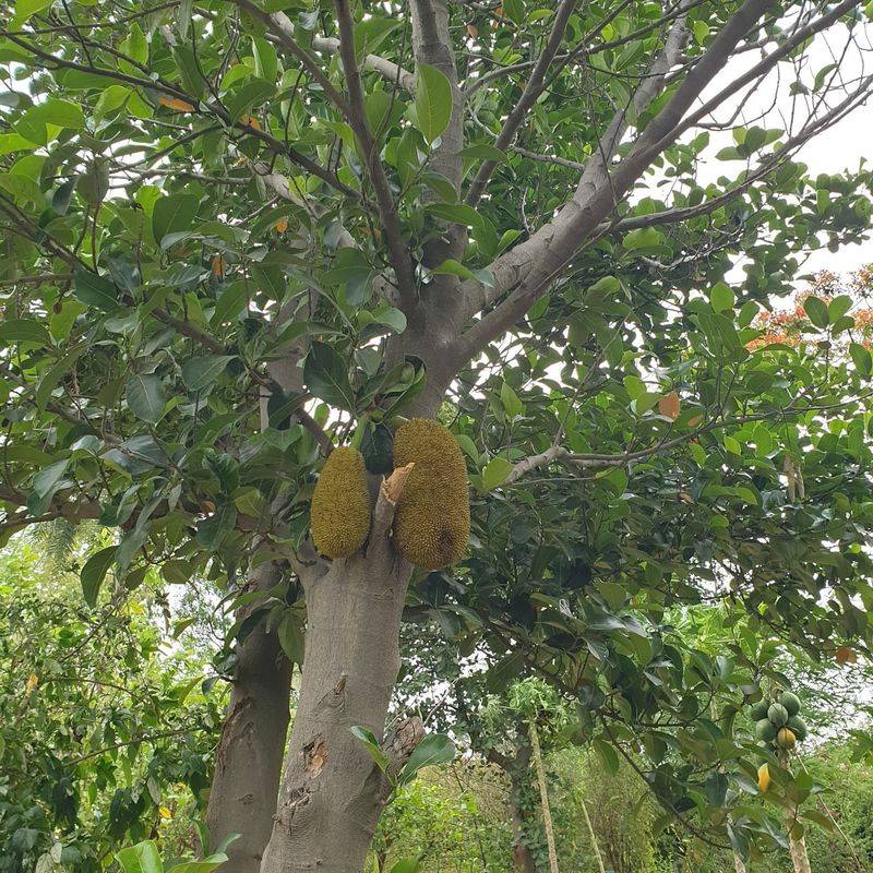Challenging Jackfruit Trees