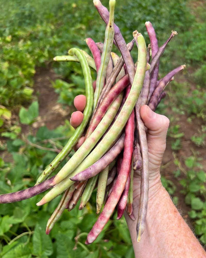 Purple Hull Peas