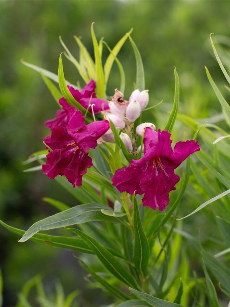 Extended Bloom Season Outlasts Other Plants