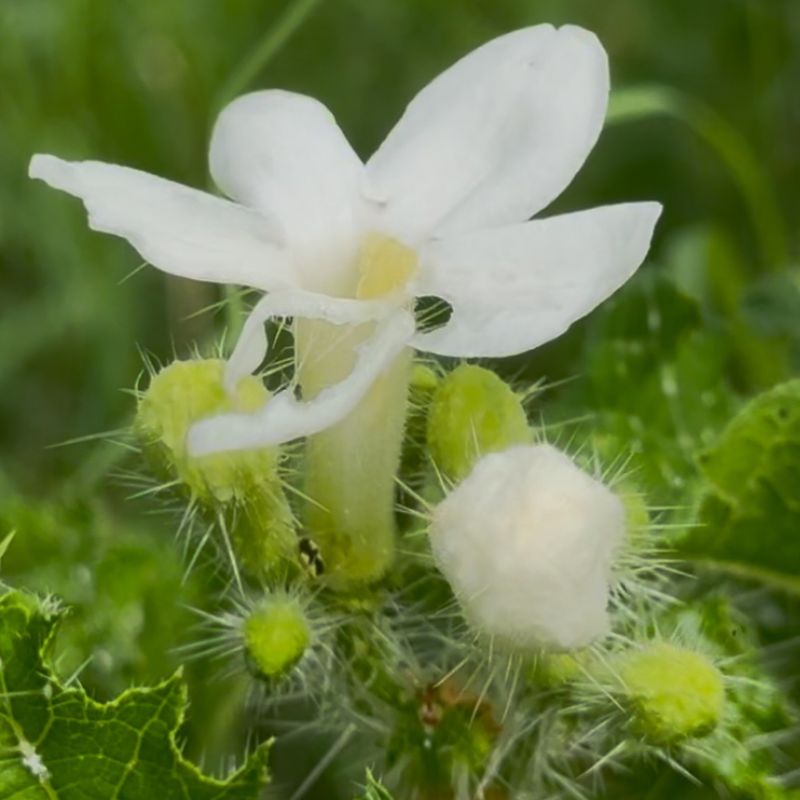 Bull Nettle