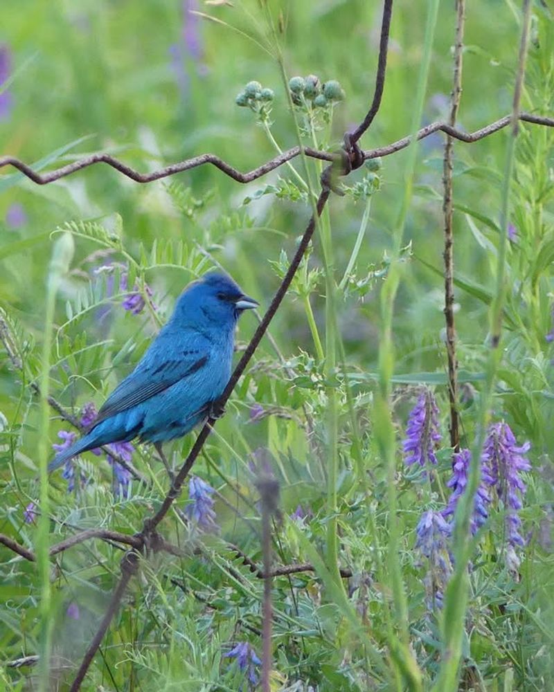 Create Bird-Friendly Spaces