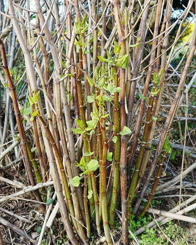 Hire Professional Knotweed Specialists