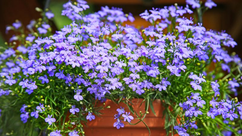 Trailing Lobelia: Cascades Of Sky-Blue Blooms