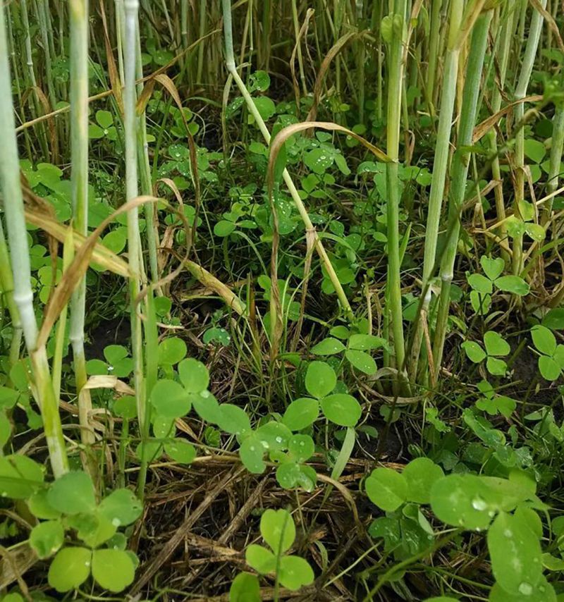 Plant Cover Crops To Rejuvenate Soil