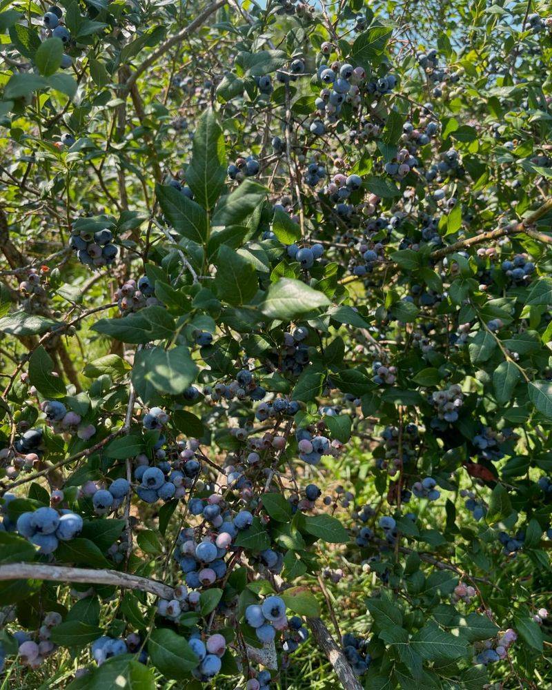 Blueberry Bushes