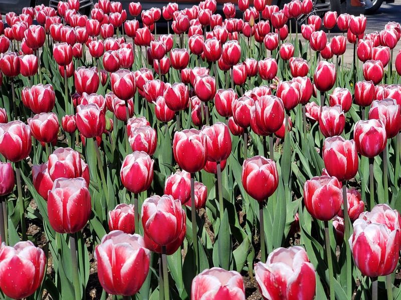 Educational Garden Tours