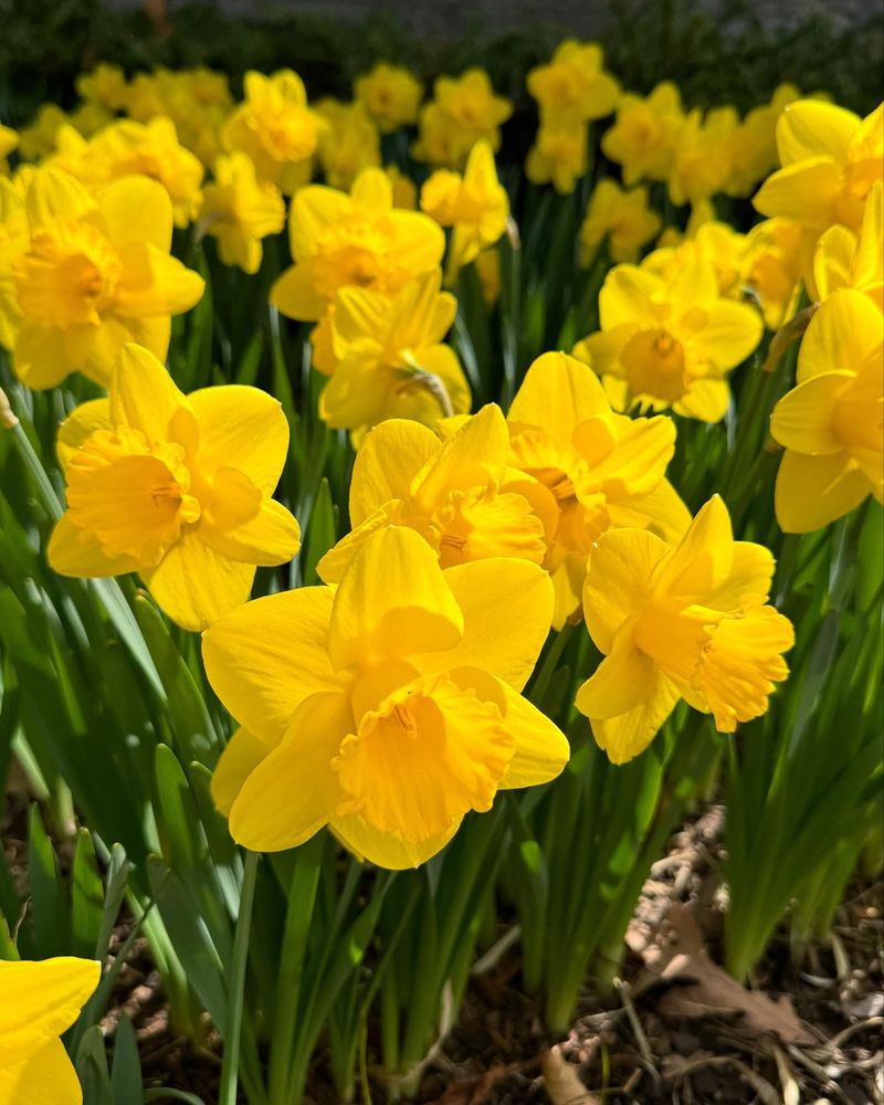 Daffodils (Narcissus)