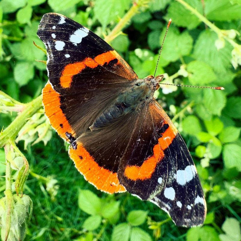 Red Admiral Butterfly Final Flights