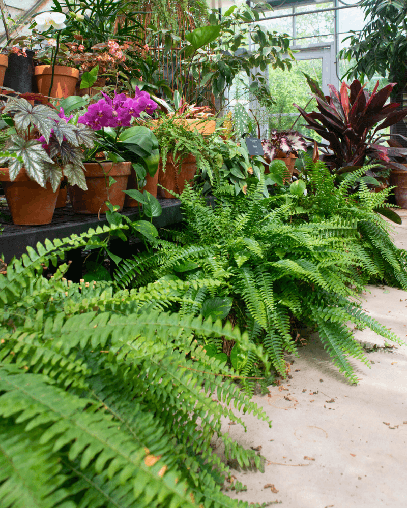 Windrush Gardens at Rural Life Museum