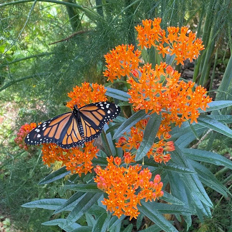Tropical Milkweed: Butterfly Nursery