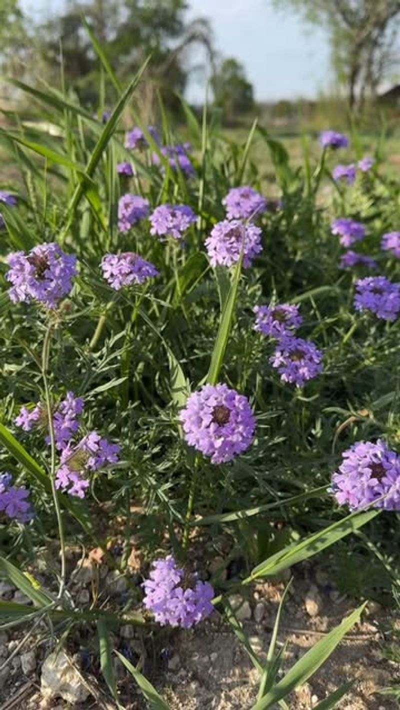 Verbena