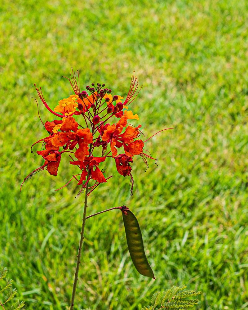 Pride of Barbados: Tropical Flair Without The Thirst
