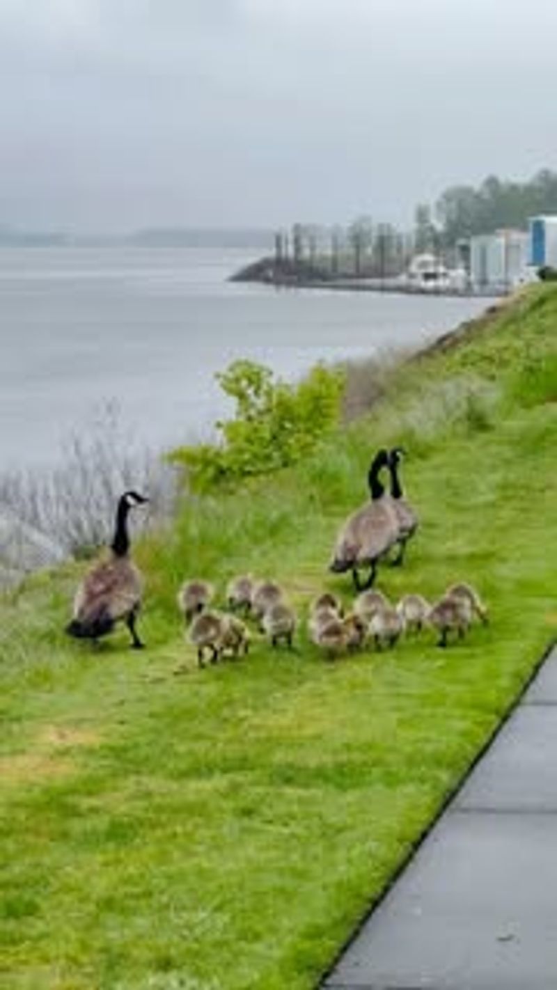 Twin Bridges Trail at Goose Pond