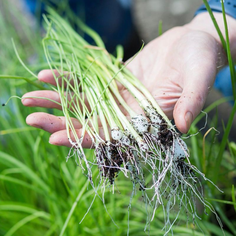 Onion Sets for Spring Scallions