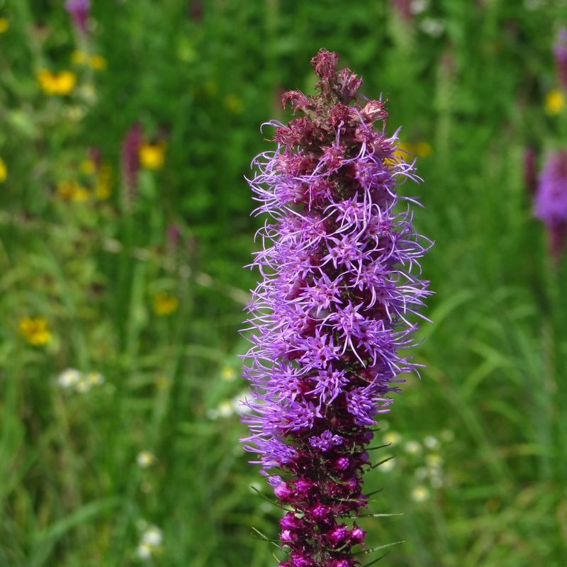 Blazing Star Creates Vertical Drama