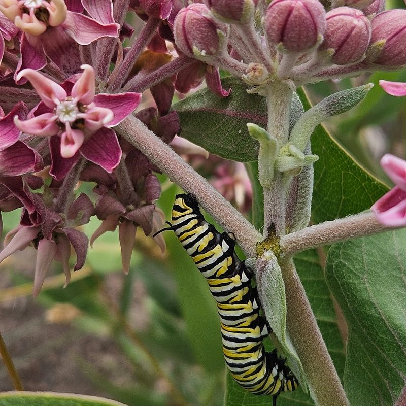 Milkweed Is Their Baby Food (And Only Food)