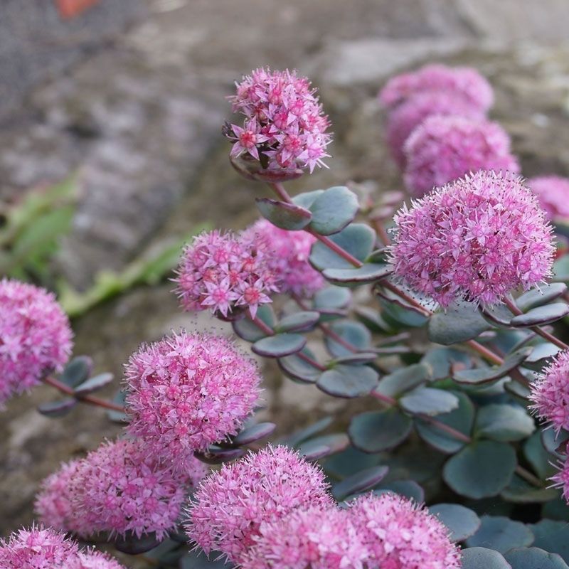 Sedum sieboldii - The Late-Season Performer