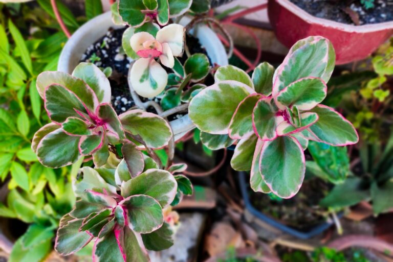 Ornamental plant Sedum spurium tricolor in the garden