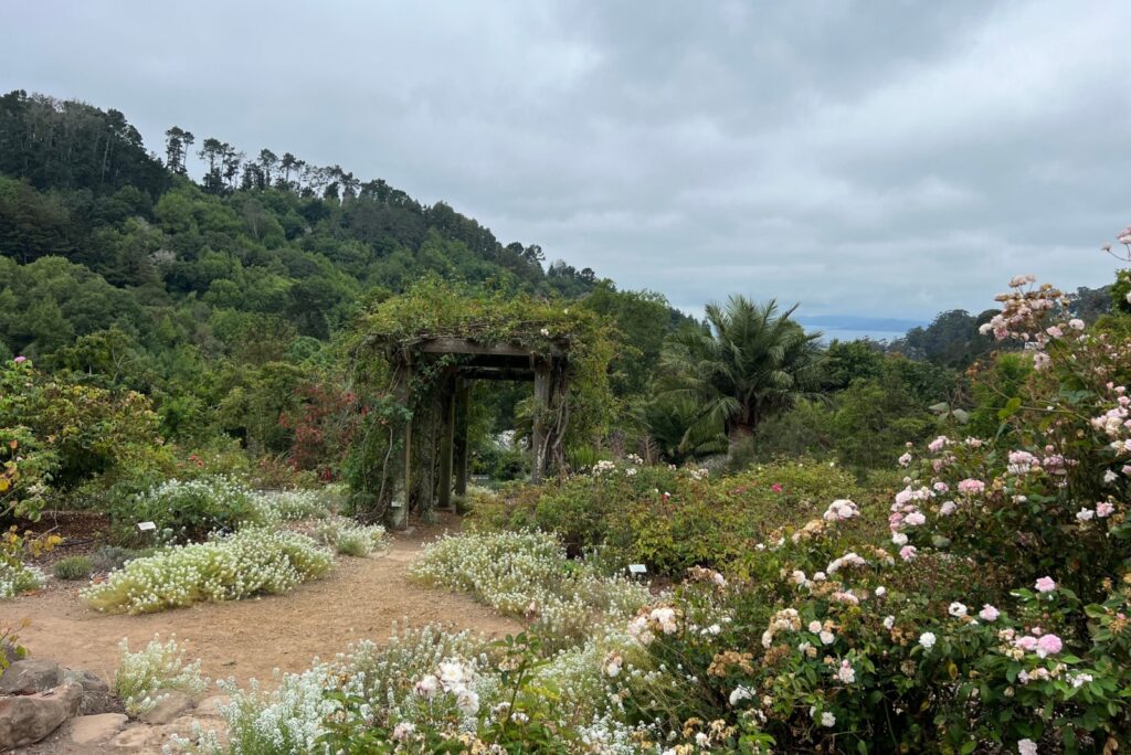 Old Roses Garden at UC Berkeley Botanical Garden