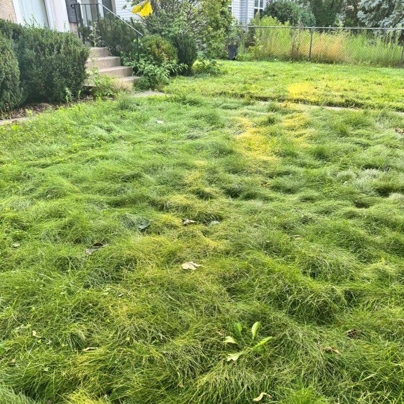 Fine Fescue Blend