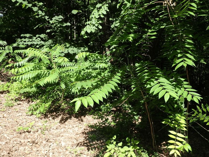 Non-Native Plant Species