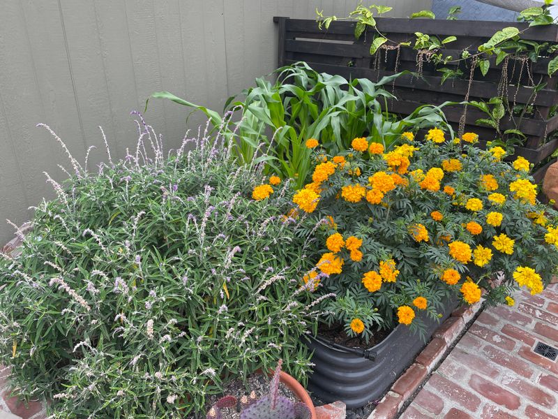 Companion Planting