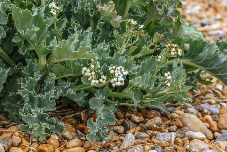 Sea kale with flowers