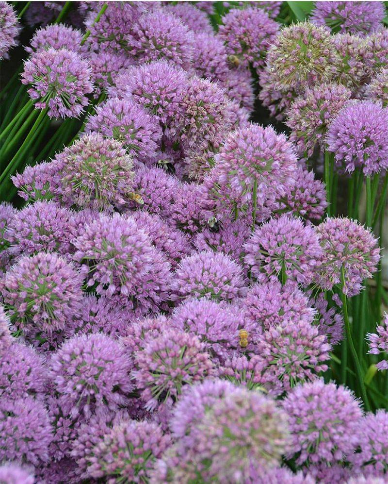 Extending Bloom Seasons