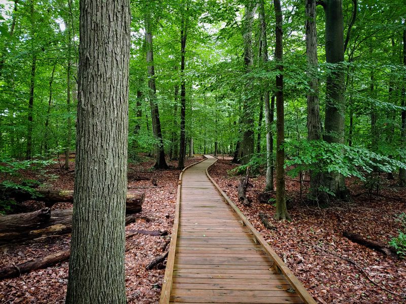 Serene Wetlands Of Great Swamp National Wildlife Refuge