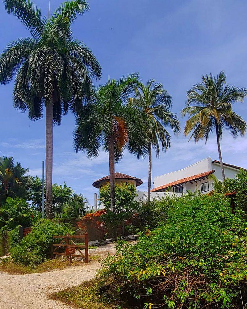 Troublesome Coconut Palms