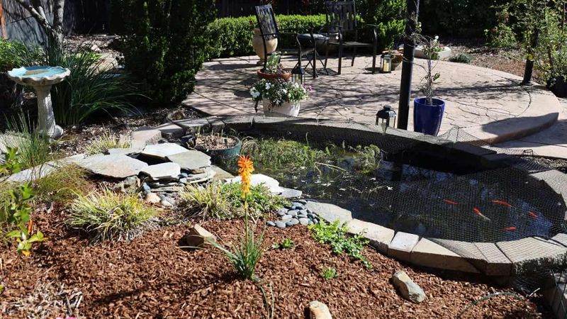 Certain Ornamental Ponds Without Barriers