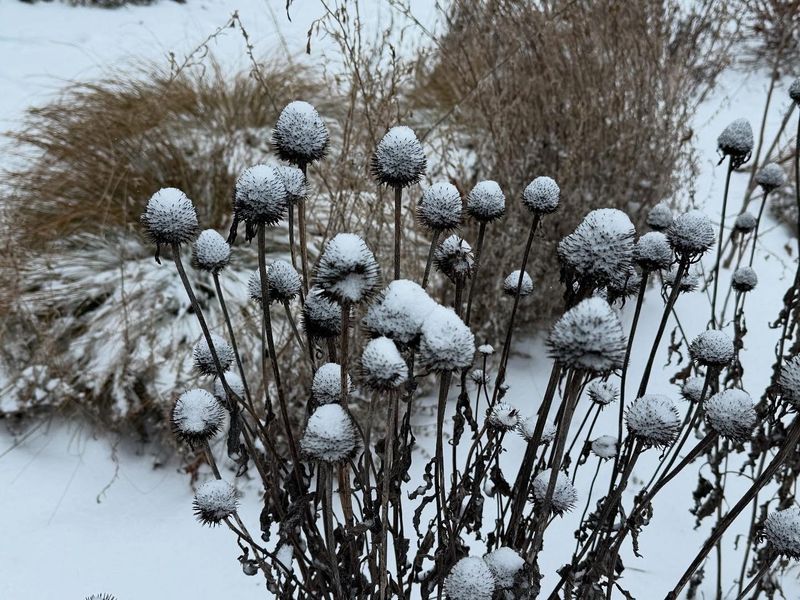 Winter Interest Gardens