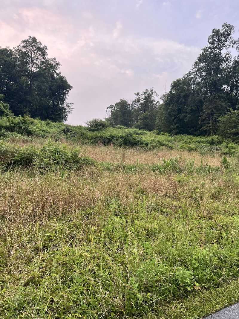 Clear Brush And Dense Vegetation