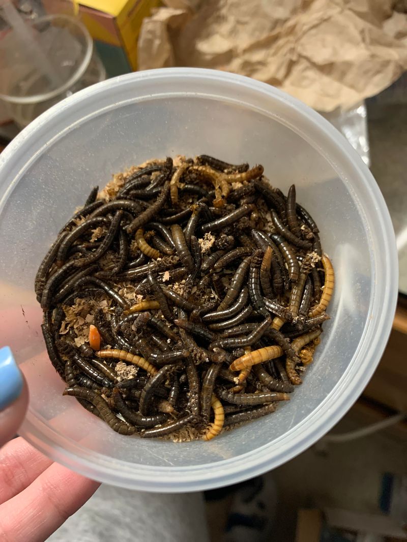 Provide Supplemental Feeding