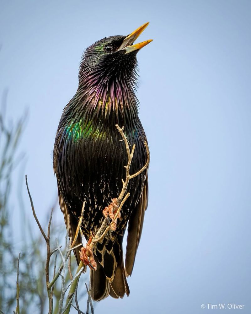 Manage Competing Birds