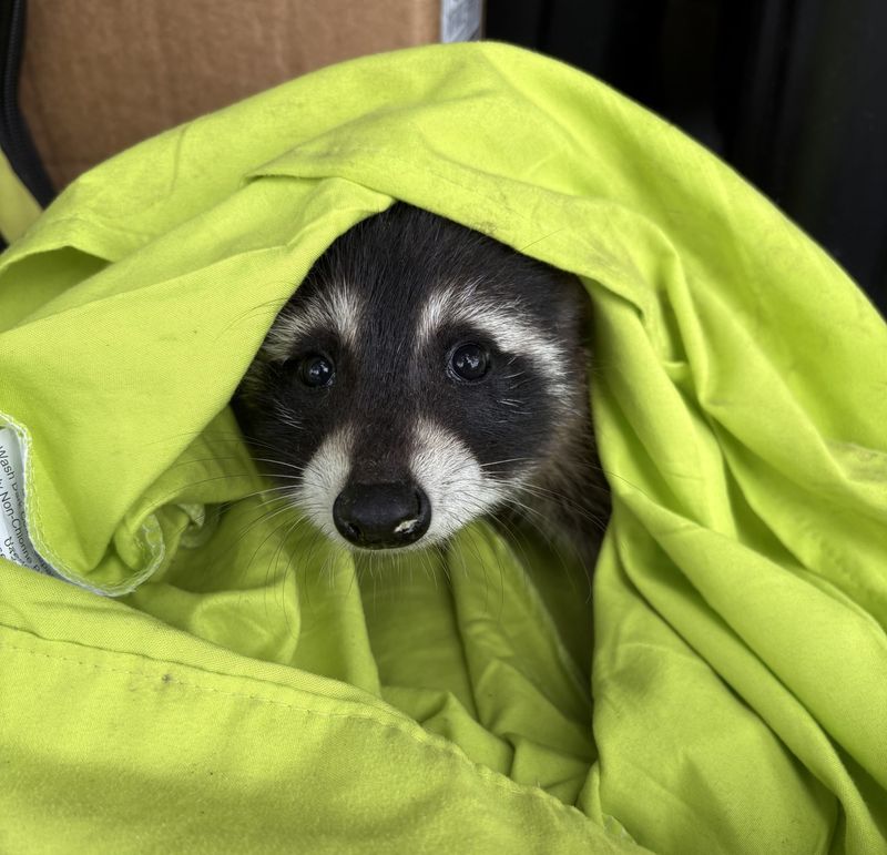 Call Professional Wildlife Removal
