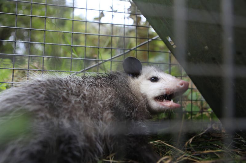 When To Call Professional Wildlife Services
