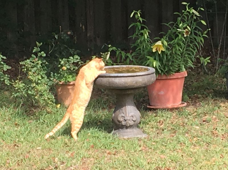 Overlooking Predator Protection