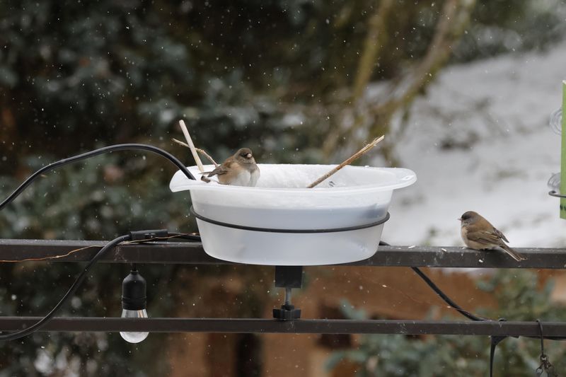 Forgetting Winter Water Sources