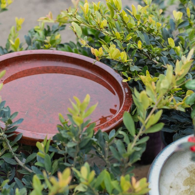 Neglecting Winter Maintenance Near Dormant Perennials