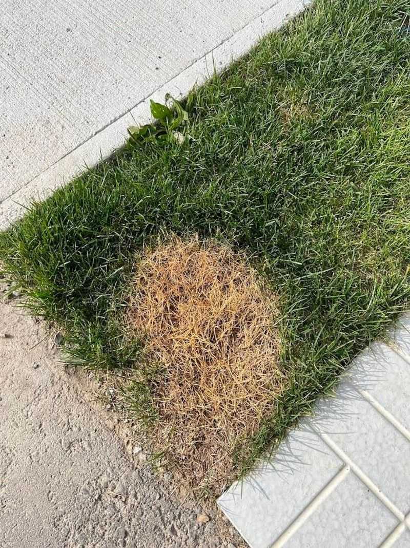 Fertilizing Incorrectly