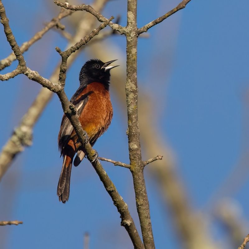 Natural Insect Control Attracts Insectivorous Birds